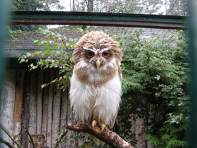 Фото Очковая неотропическая сова