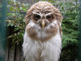 Фото Очковая неотропическая сова