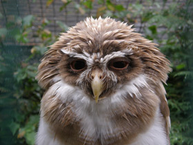 Фото Очковая неотропическая сова