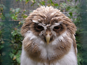 Фото Очковая неотропическая сова