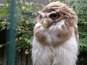 Фото Очковая неотропическая сова