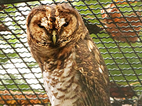 Фото Бразильская неясыть