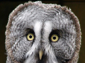 Бородатая неясыть Бородатая неясыть