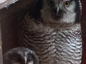 Фото Ястребиная сова