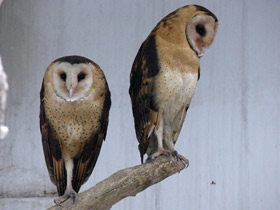 Фото Травяная восточная сипуха