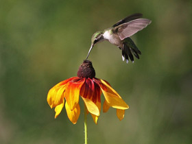 Обыкновенный архилохус Обыкновенный архилохус