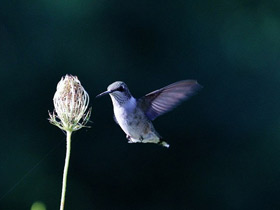 Смотреть фото Обыкновенный архилохус Фото Обыкновенный архилохус