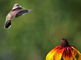 Смотреть фото Обыкновенный архилохус Фото Обыкновенный архилохус