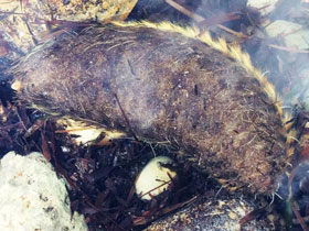 Смотреть фото Кольчатые черви Фото Кольчатые черви