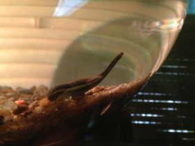 Смотреть фото Лечебные животные. Анималотерапия Фото Лечебные животные. Анималотерапия