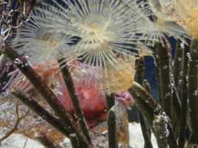 Фото Многощетинковые черви