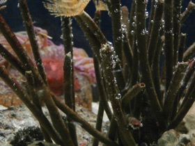 Фото Многощетинковые черви