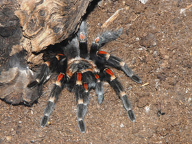 Смотреть фото Почему паук называется птицеедом? Фото Почему паук называется птицеедом?