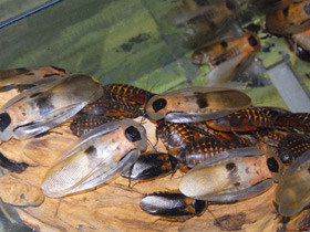 Смотреть фото Аргентинский таракан Фото Аргентинский таракан