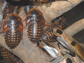 Смотреть фото Аргентинский таракан Фото Аргентинский таракан