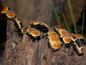 Фото Бронзовка африканская