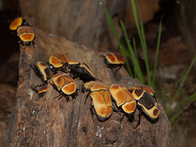 Фото Бронзовка африканская