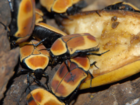 Фото Бронзовка африканская