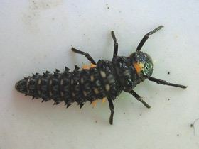 Фото Двадцатидвухточечная коровка