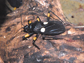 Смотреть фото Двупятнистый клоп-хищнец Фото Двупятнистый клоп-хищнец