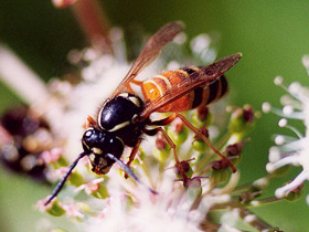 Смотреть фото Жестокость в мире животных Фото Жестокость в мире животных