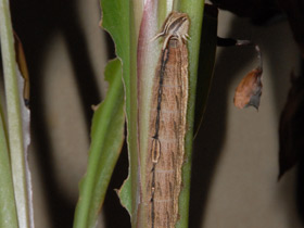 Смотреть фото Брассолиды Фото Брассолиды