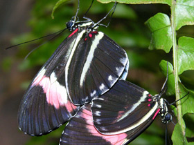 Фото Бабочка-мельпомена
