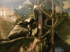 Фото Коконопряды