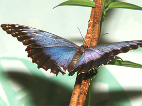 Фото Морфо пелеидес