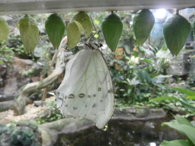 Фото Морфо полифем