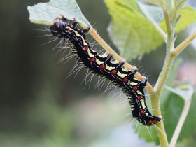 Фото Голубая аркте