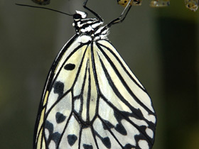 Фото Гигантская лесная нимфа