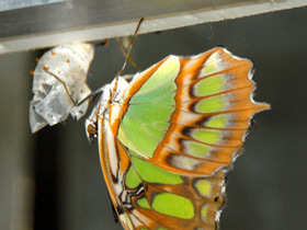 Сипроета Стелена Сипроета Стелена