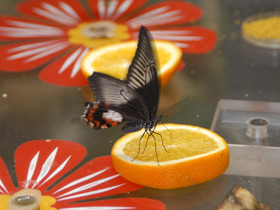 Фото Парусник полит