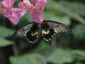 Фото Парусник Румянцева