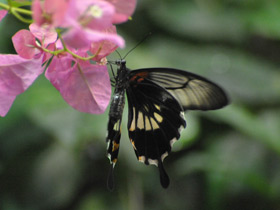 Фото Парусник Румянцева