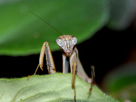 Китайский богомол Китайский богомол