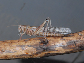 Смотреть фото Пустынная саранча Фото Пустынная саранча