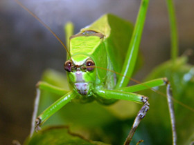 Смотреть фото Загадки для детей с ответами Фото Загадки для детей с ответами