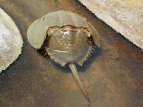 Смотреть фото Мечехвосты Фото Мечехвосты