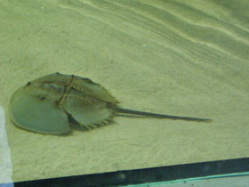 Смотреть фото Мечехвосты Фото Мечехвосты