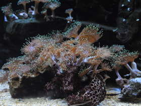 Каменная актиния Каменная актиния