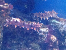 Фото Дальневосточный трепанг