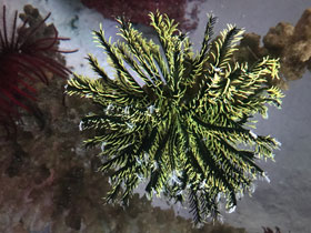 Фото Морские лилии