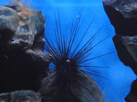 Смотреть фото Длинноиглая диадема Фото Длинноиглая диадема