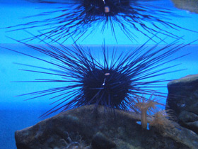 Смотреть фото Длинноиглая диадема Фото Длинноиглая диадема