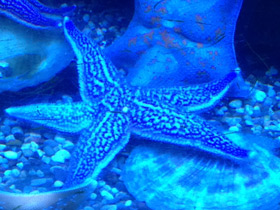 Фото Колкая дистоластерия