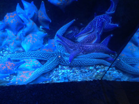 Фото Колкая дистоластерия