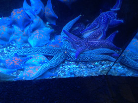 Фото Колкая дистоластерия