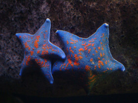 Смотреть фото Гребешковая патирия Фото Гребешковая патирия